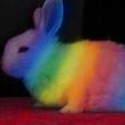 Funny_bunny
